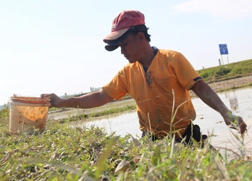 Bắt cua đưa lên bờ là có thương lái mua tại chỗ, trao tiền liền tay