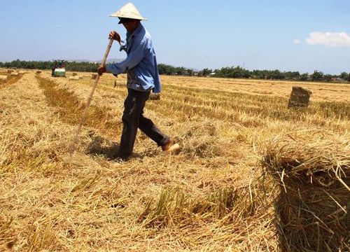 Chuyện lạ Ninh Bình: Rơm rạ bỗng quý như... vàng!