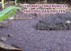 "Lật mặt" loài côn trùng lạ khiến người dân Phú Yên khốn khổ