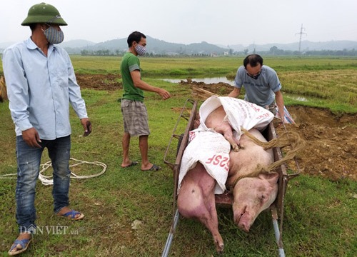 Lúng túng vì dịch tả lợn châu Phi bùng phát, nhiều tỉnh "kêu cứu"