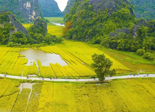 [Photo] Vẻ đẹp mùa lúa chín vàng bao quanh đền cổ Thái Vi