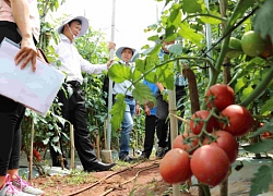 Sâu bệnh "ngoại nhập" lây lan nhanh, ngày càng khó trị