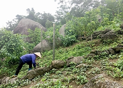 Thu bộn tiền nhờ đem loài cây lạ về trồng trên đồi lổn nhổn đá hộc