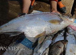 Trúng đậm mùa cá sặc bùn trên sông Đà, cá to nhiều vô kể