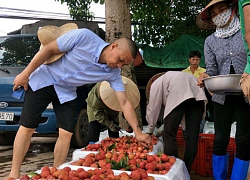 390 thương nhân Trung Quốc "đổ bộ" vùng vải thiều Lục Ngạn, mua giá cao