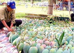 An Giang: Xoài bán sang Mỹ đắt gấp 3-4 lần so với bán chợ