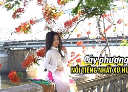 Cây phượng kỳ lạ nổi tiếng nhất xứ Huế bên cầu Tràng Tiền trong mùa nở hoa