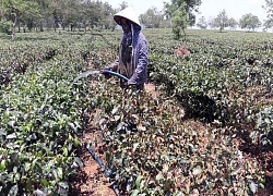 "Chảo lửa" miền Trung: Kéo nhau vào hang, ngâm suối cả ngày