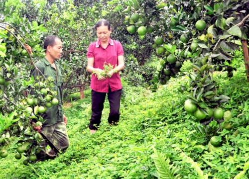 Dân "sống khỏe" nhờ rau, quả không bón phân, thuốc sâu hóa học