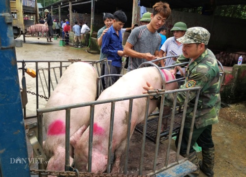 Giá lợn hơi tăng đột biến: Sếp công ty C.P lên tiếng lý giải