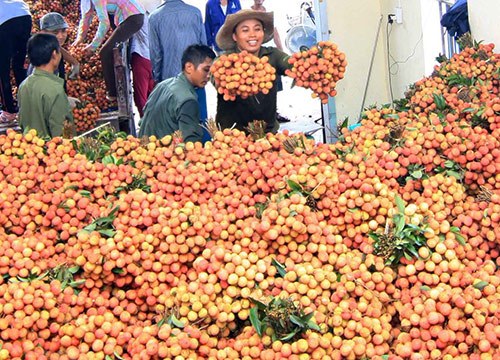 Giúp ND sản xuất đáp ứng xuất khẩu chính ngạch sang Trung Quốc