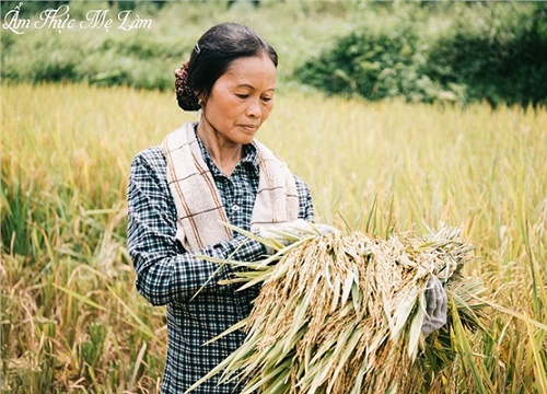 Ngỡ như tuổi thơ đang hiện về trước mắt với đoạn video 'Mùa lúa chín' tràn ngập sắc vàng