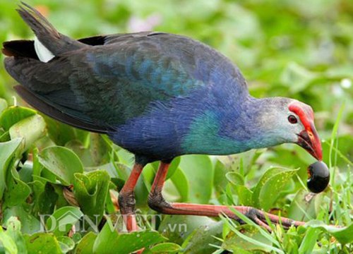 Nuôi loài chim "lỳ đòn" hay đá, biết giữ nhà như chó