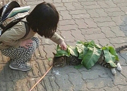 Sợ chú mèo nằm giữa trời nắng sẽ bị ốm, em bé liền có hành động hết sức dễ thương khiến dân mạng "tan chảy"