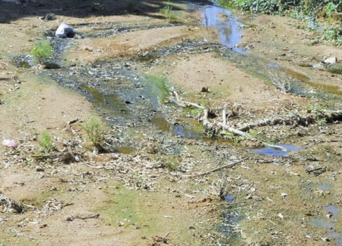 Trang trại chăn nuôi heo "hành" dân