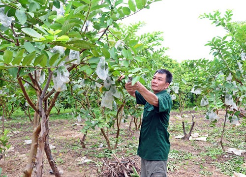 Vĩnh Phúc xây dựng nông thôn mới: Sông Lô gặp khó với 2 xã cuối