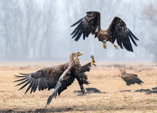 Đại bàng kịch chiến phân định ngôi "bá chủ bầu trời"