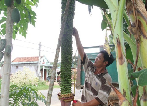 Dân Cát Tiên ùn ùn tới xem buồng chuối hơn 100 nải dài gần 2m