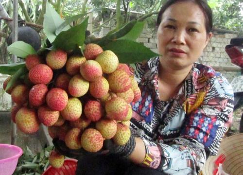 Độc đáo: Vải thiều to như quả trứng, đặt mua khi trái còn xanh lét