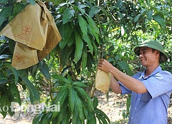 Giám đốc chân đất phủ xanh đồi hoang bằng trái cây đặc sản