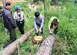 Khởi tố một nhân viên BQL rừng biết phá rừng nhưng không báo