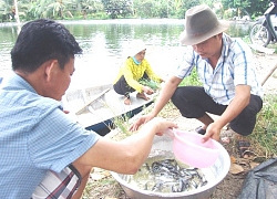 Long An quyết dạy nông dân nuôi bài bản con "5 ăn-5 thua"