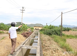 Nắng nóng và xâm nhập mặn 'uy hiếp' 700 ha lúa hè thu ở Nghi Lộc