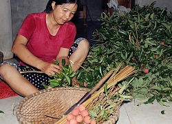 Những người không ngủ, thức xuyên đêm vặt lá, bẻ vải ở Lục Ngạn