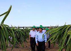 Sản xuất thuận thiên, biến đất 9 rồng thành vùng du lịch nông nghiệp