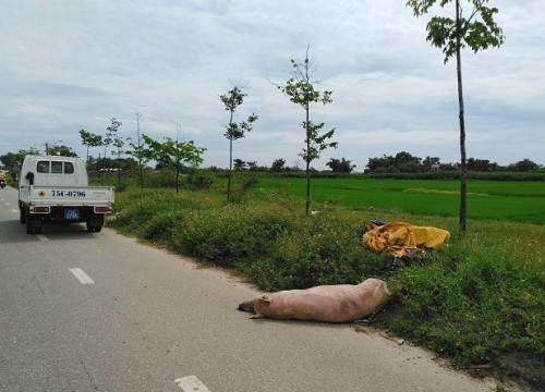 Truy tìm người vứt trộm xác lợn chết bên vệ đường giữa "bão" dịch tả lợn châu Phi