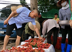 Tư thương Trung Quốc lùng mua vải thiều, dân Bắc Giang thu tiền tỉ