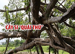 Cây si quái thú trăm thân trong Vườn quốc gia Cát Tiên