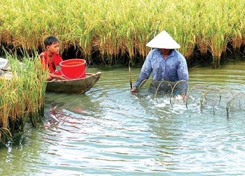 Con tôm đã làm nên chuyện ở đất chín rồng