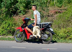 Dân 'hôi vịt' trên xe tải bị lật ở Quảng Bình: 'Số vịt thất thoát là do đè lên nhau chết'