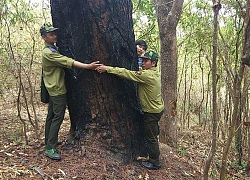 'Kho báu' lộ thiên thông trăm tuổi cheo leo trên cổng trời Mang Yang