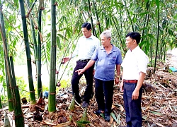 Nhàn như trồng tre Điền Trúc, quanh năm lúc nào cũng có tiền