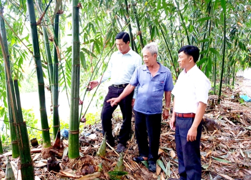 Nhàn như trồng tre Điền Trúc, quanh năm lúc nào cũng có tiền