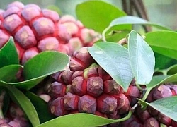 Quả "trăm mắt" đỏ au, vừa tốt vừa hiếm, giá tới 600.000/kg