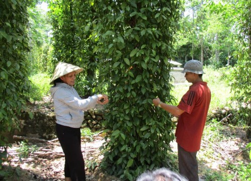 Quảng Nam: OCOP vùng dân tộc thiểu số sẽ có nhiều đặc sản nức tiếng