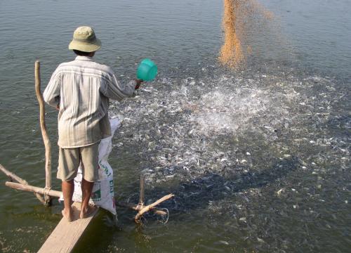 Tạo giống lúa, vịt, tôm, cá chịu mặn để "trị" hạn mặn vùng ĐBSCL