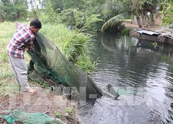 Trang trại nuôi vịt xả thải gây ô nhiễm nguồn nước