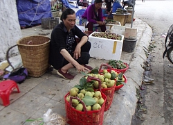 Trồng 100 cây lê giòn ngọt, bán giá cao, dân Bắc Hà lãi 17 triệu