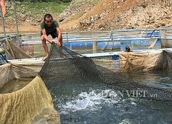 Chỉ cho cá ăn cỏ và lá chuối, lão nông thu lãi 200 triệu đồng/năm