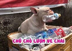 Chú chó lượm ve chai ngầu nhất Hà Nội