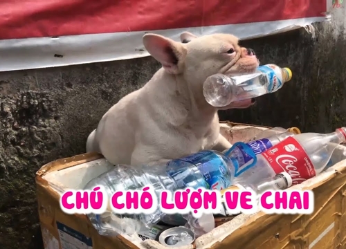 Chú chó lượm ve chai ngầu nhất Hà Nội