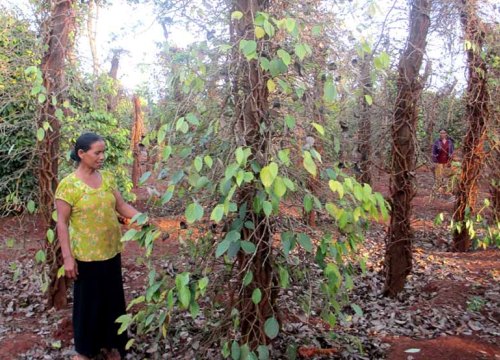 Gia Lai: Hàng nghìn ha hồ tiêu chết khô, dân mất hơn 900 tỷ đồng