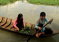 Hái rau muống đồng về nấu canh chua với cá tra sông