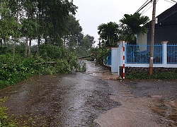 Mưa lớn kèm gió giật mạnh làm cây xanh gãy đổ đầy đường