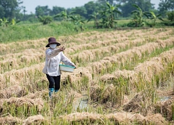 Nhân rộng mô hình xử lý rơm rạ hữu ích