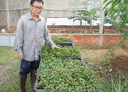 Tây Ninh: Trồng cây lạ cho chim cút ăn, thịt ngon như chim cút rừng